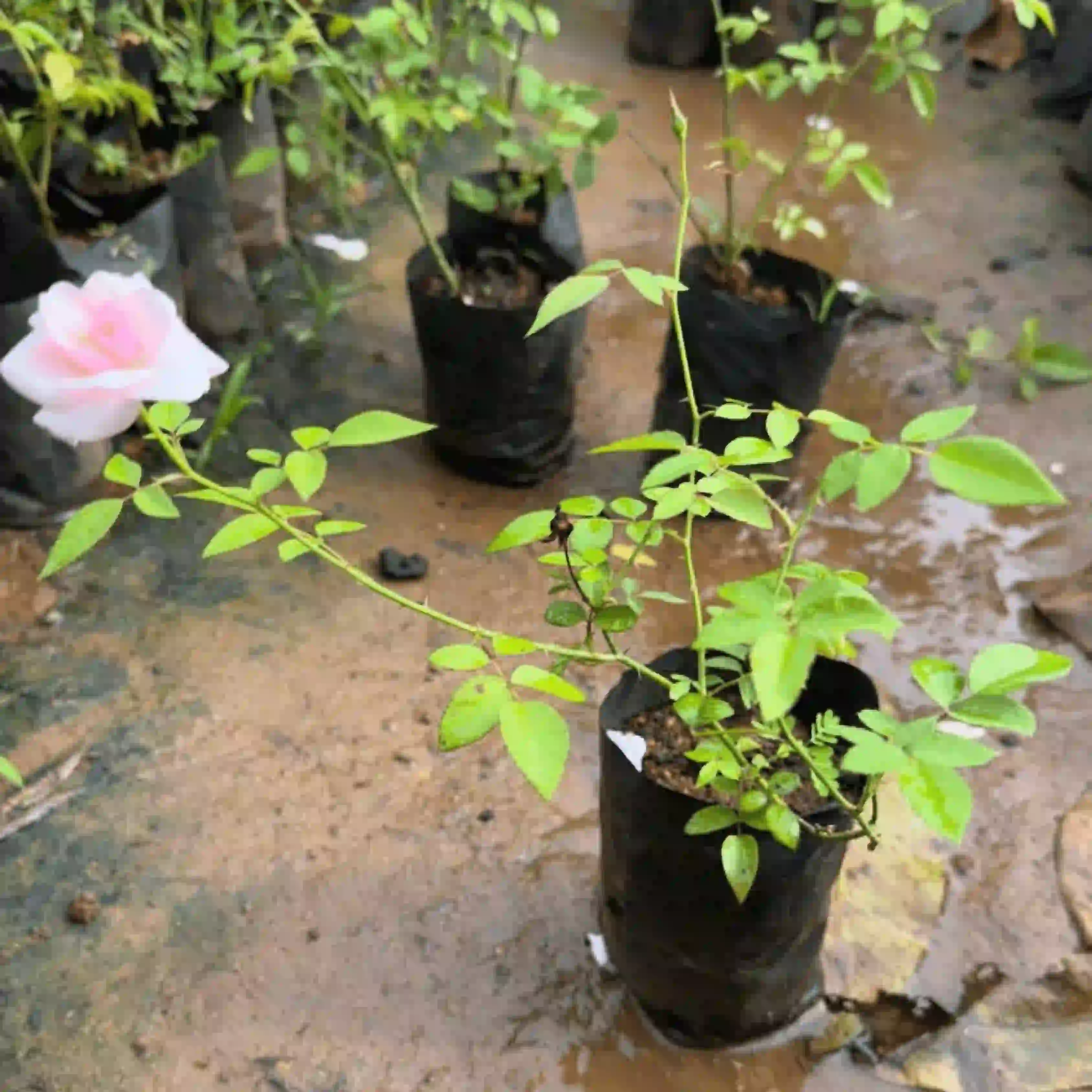 Rose Desi Plant